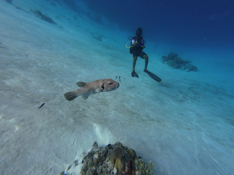 Koamas Dive & Water Sports Centre-Madivaru必去景点