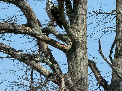 Airboat Express - Tours-Spanish Fort必去景点
