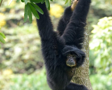 Sumatra Orangutan Tours-武吉拉旺必去景点