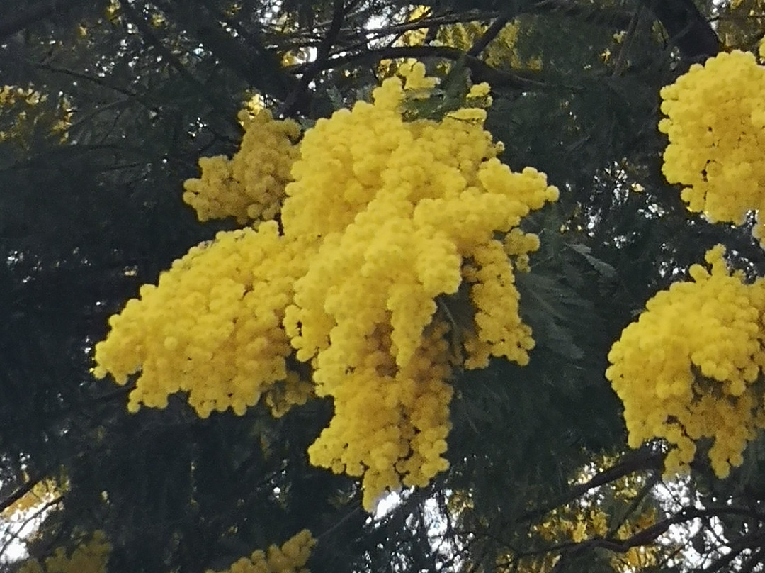 雷纳鲁民宿主图