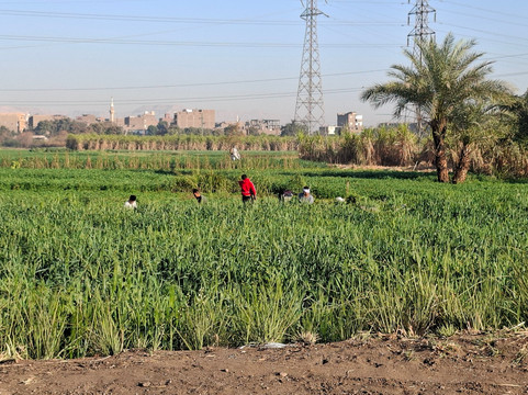 ACE - Animal Care in Egypt-卢克索必去景点