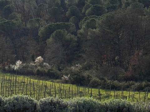 Tenuta di Nozzole-格雷韦伊恩基亚恩蒂必去景点