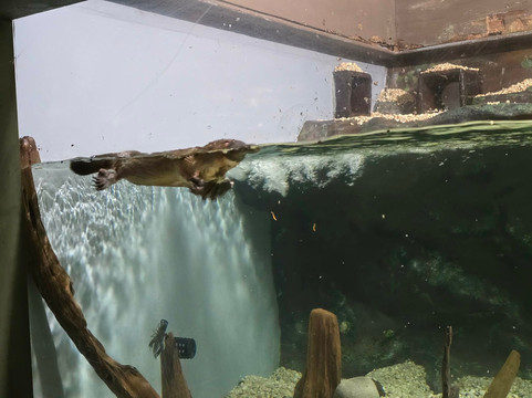 Platypus House-Beauty Point必去景点