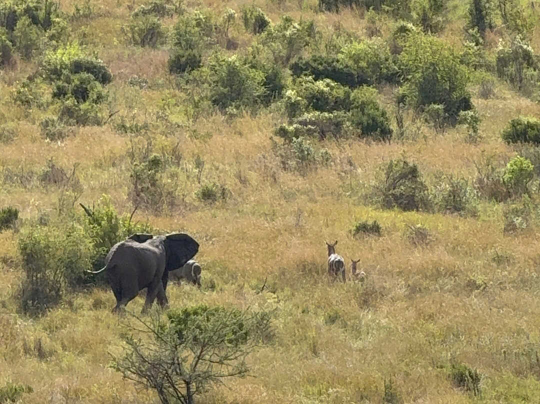Pilanesberg National Park-太阳城必去景点