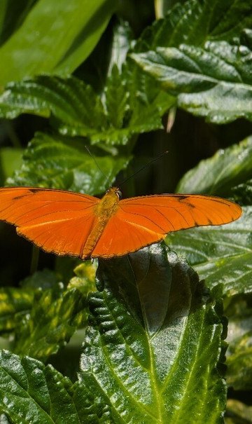 Boquete Bees and Butterflies-波魁特必去景点