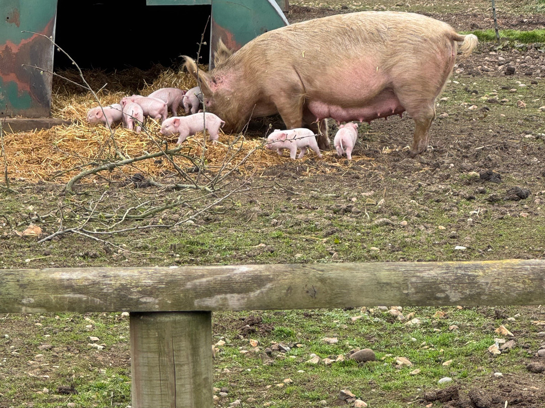 Jimmy's Farm & Wildlife Park-伊普斯威奇必去景点
