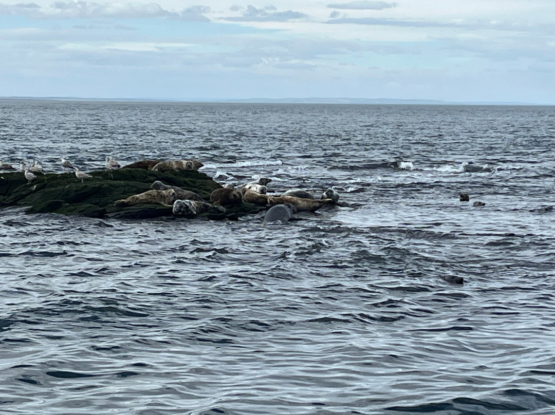 Serenity Farne Island Boat Tours-Seahouses必去景点