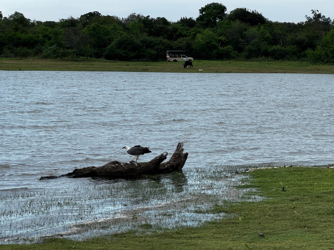 Udawalawe Wild Safari With Dileepa-乌达瓦拉瓦必去景点