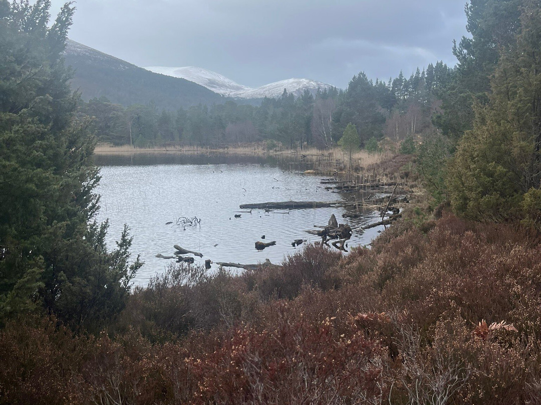 Loch an Eilein-阿维莫尔必去景点