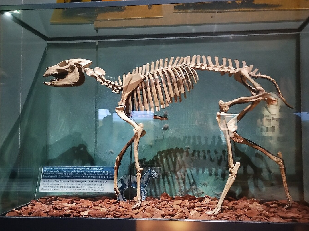 Museum of Cardiff-卡迪夫必去景点