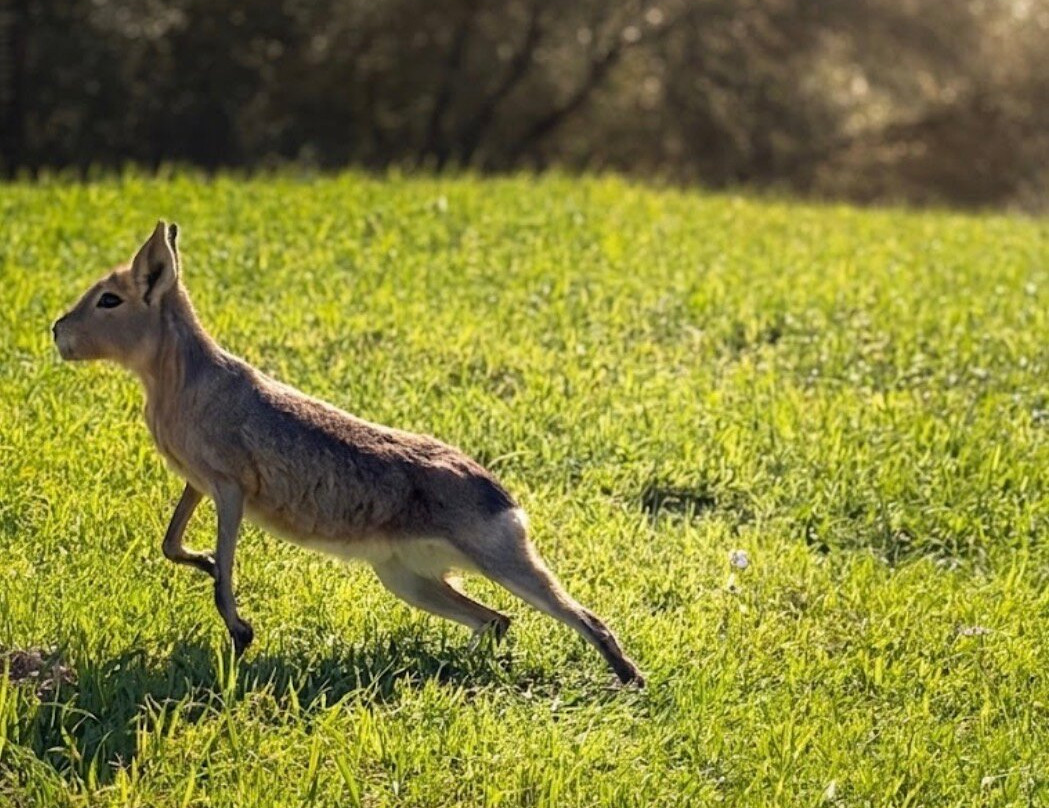 La Pequena Africa Animal Reserve-加的斯市必去景点