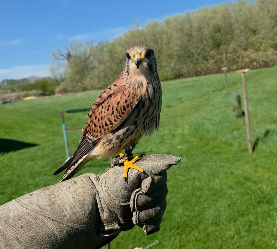 Bird on the Hand Falconry Experiences-Church Langton必去景点