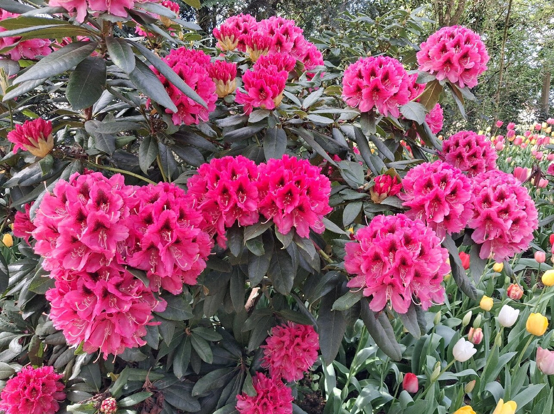 Floralia - Spring Flower Show-古鲁特－北臼阿登必去景点
