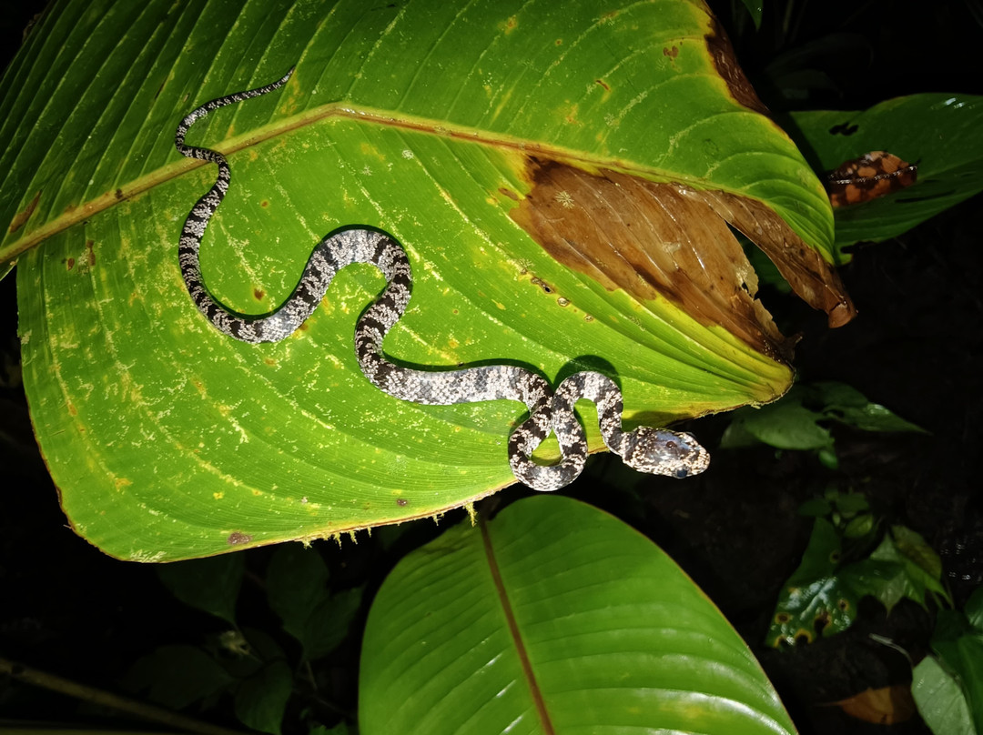Manzanillo Night Jungle-Manzanillo必去景点