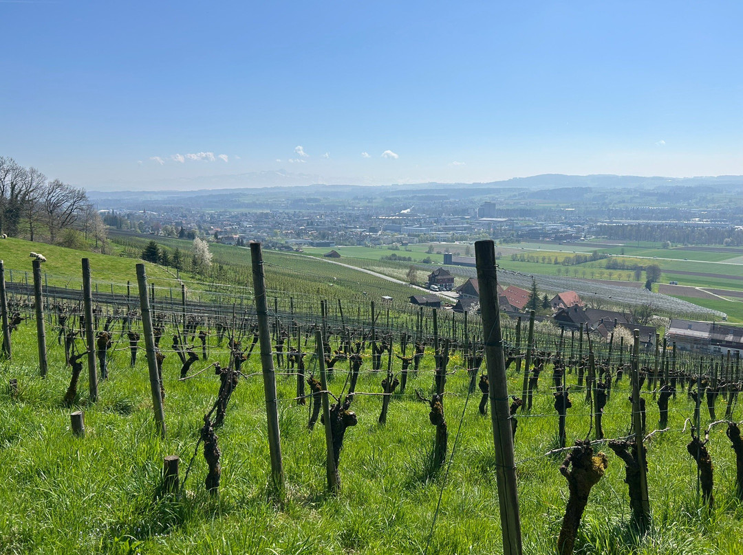 Wein-Wanderweg Weinfelden-Weinfelden必去景点