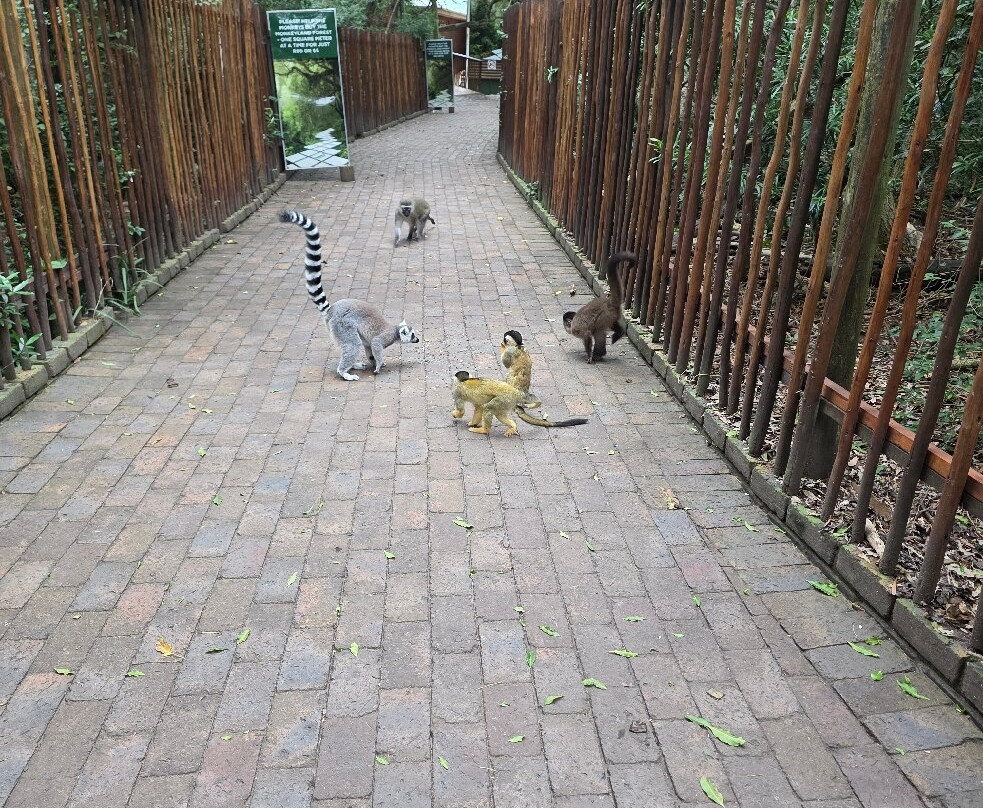 Monkeyland Primate Sanctuary-The Crags必去景点