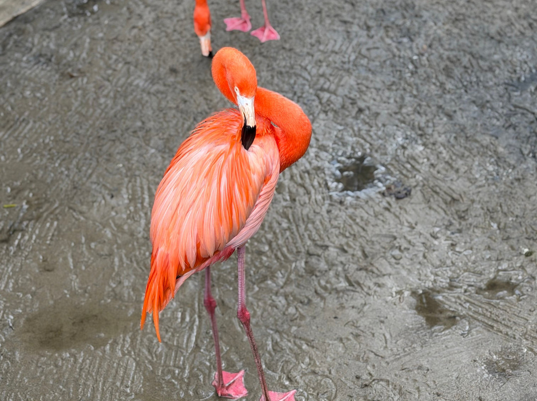 Ocean World Adventure Park, Puerto Plata-普拉塔港必去景点