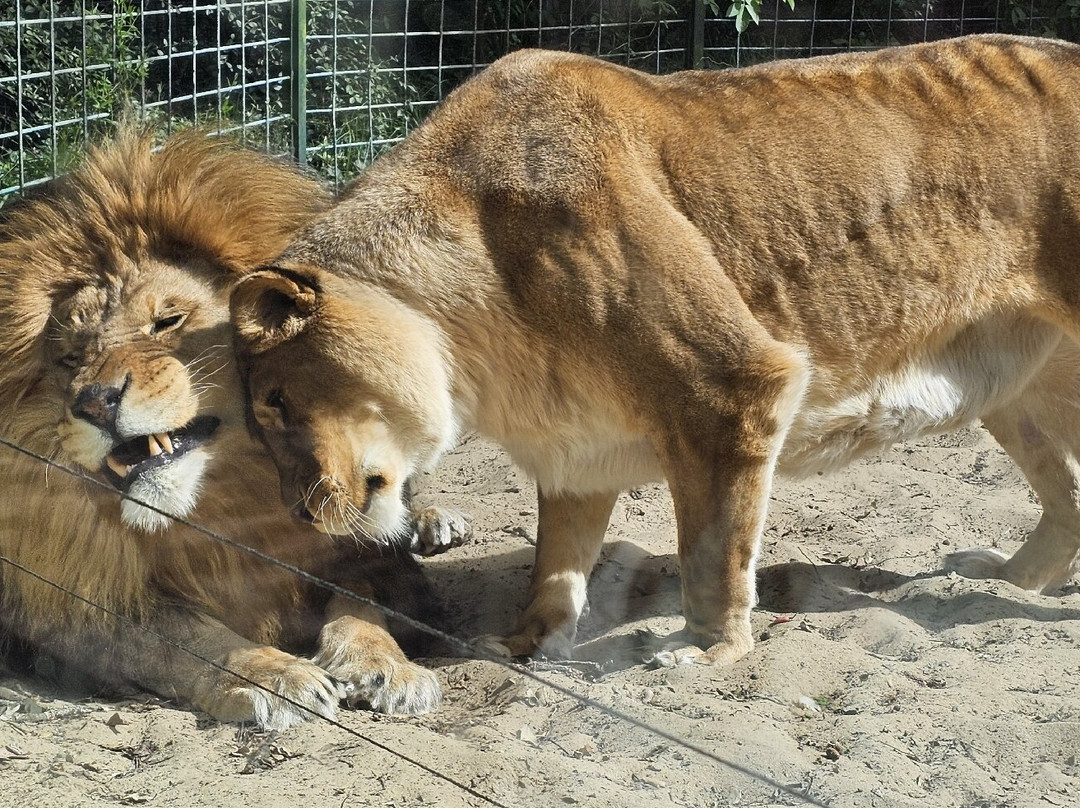 Zoo de La Palmyre-La Palmyre-Les Mathes必去景点