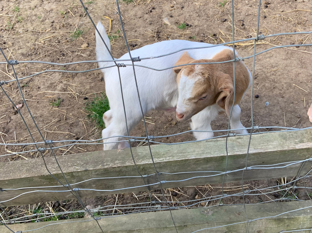 Stantons Farm - Petting Farm-Black Notley必去景点