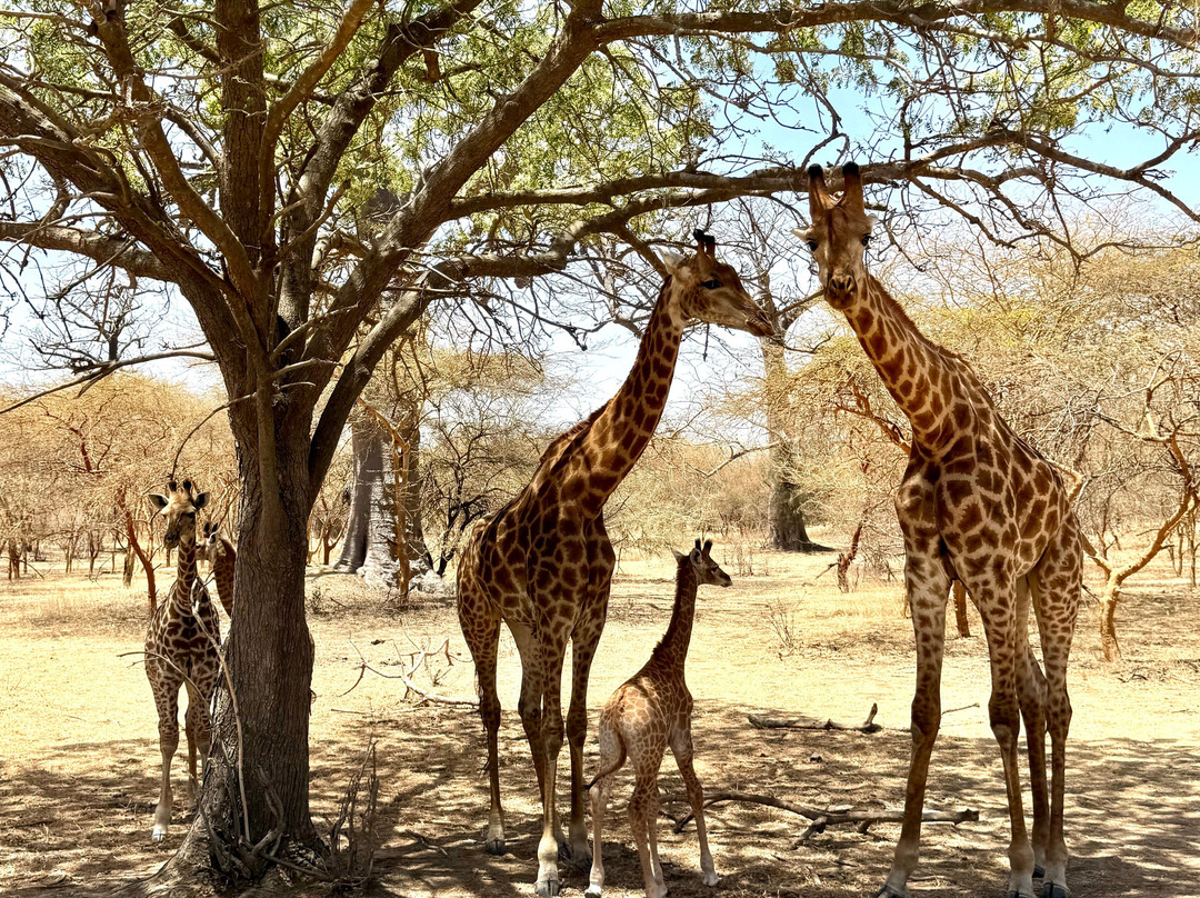 Sen Tourisme Senegal-索蒙必去景点