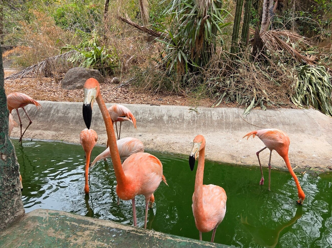 Zoologico de Vallarta-Mismaloya必去景点