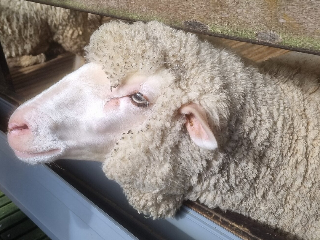 The Sheep Sanctuary-碧兰璋必去景点