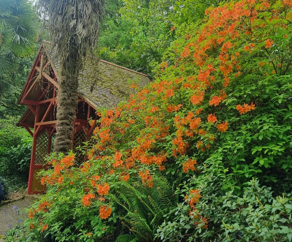 Abbotsbury Subtropical Gardens-Abbotsbury必去景点