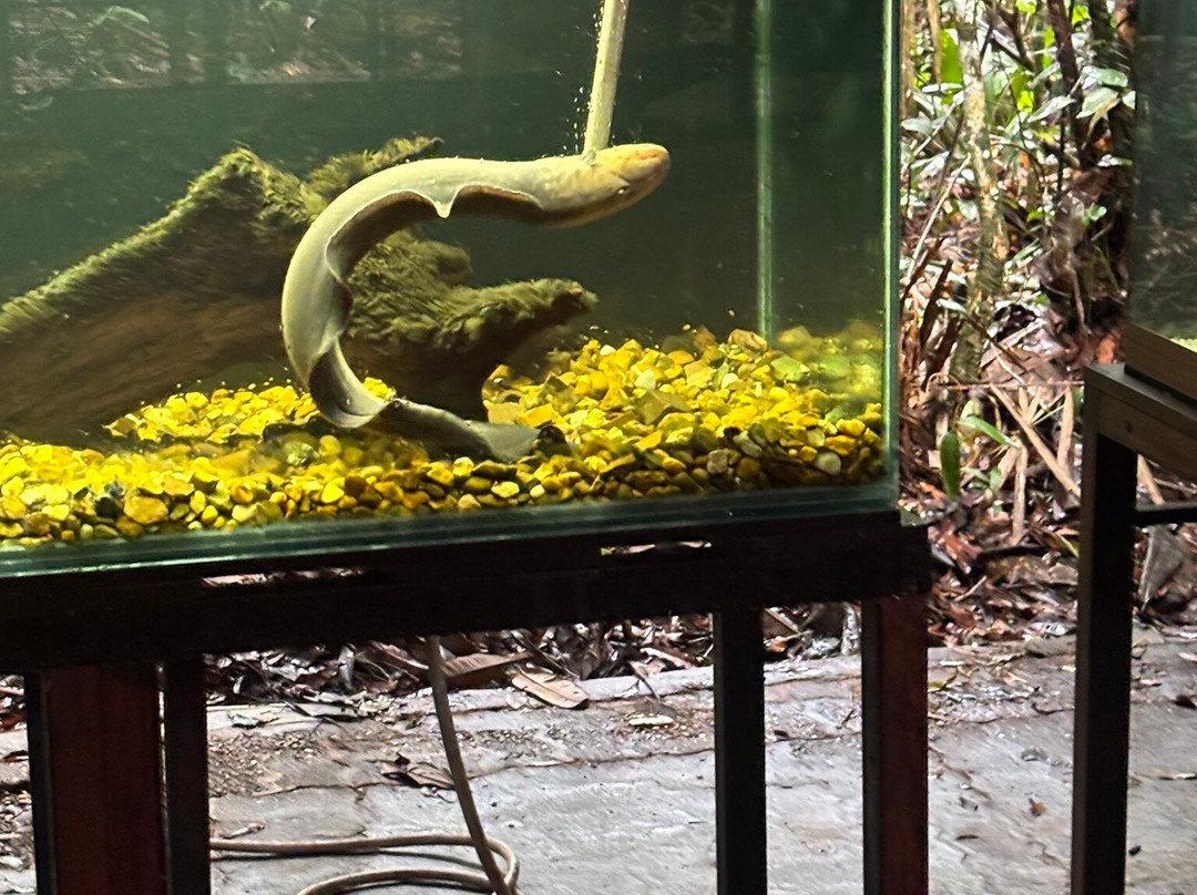 Museu da Amazonia (MUSA)-玛瑙斯必去景点
