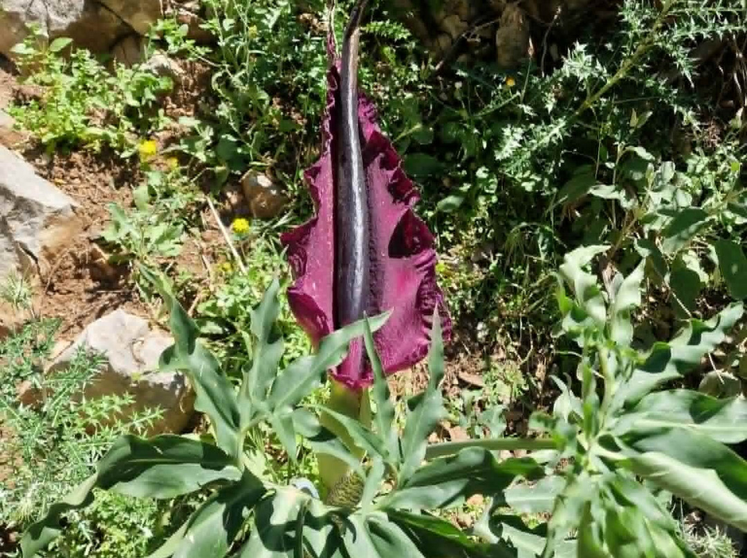 Imbros Gorge-克里特岛必去景点