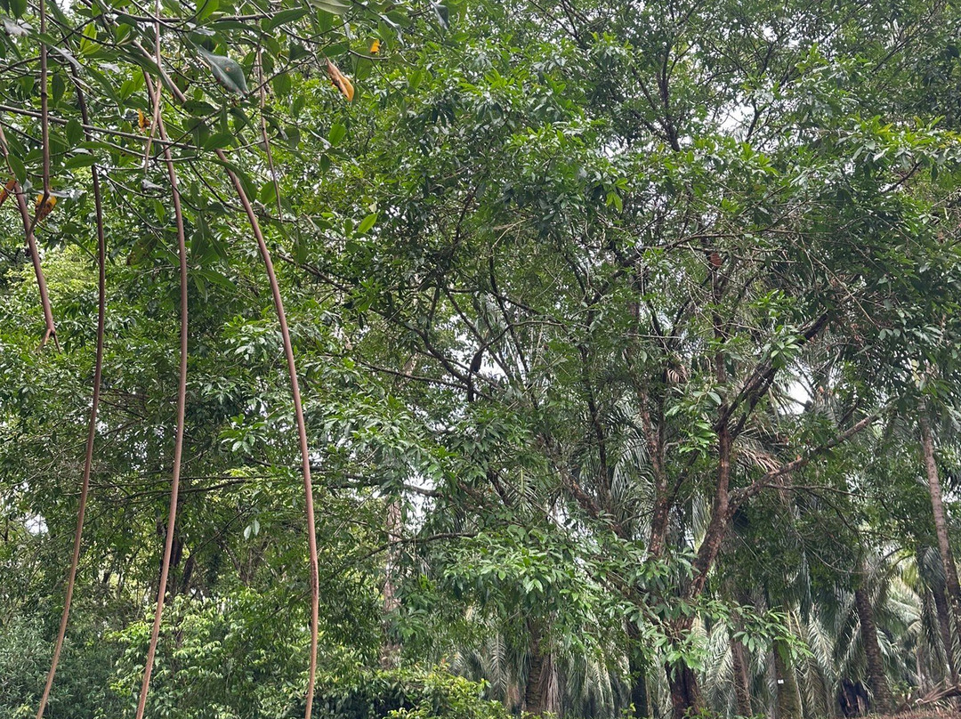 Birding Spots Manuel Antonio-克波斯必去景点