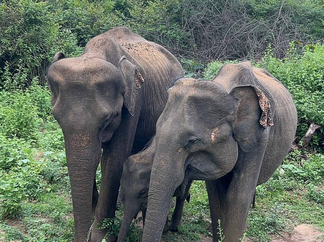 Udawalawe Safari Kingdom-乌达瓦拉瓦必去景点