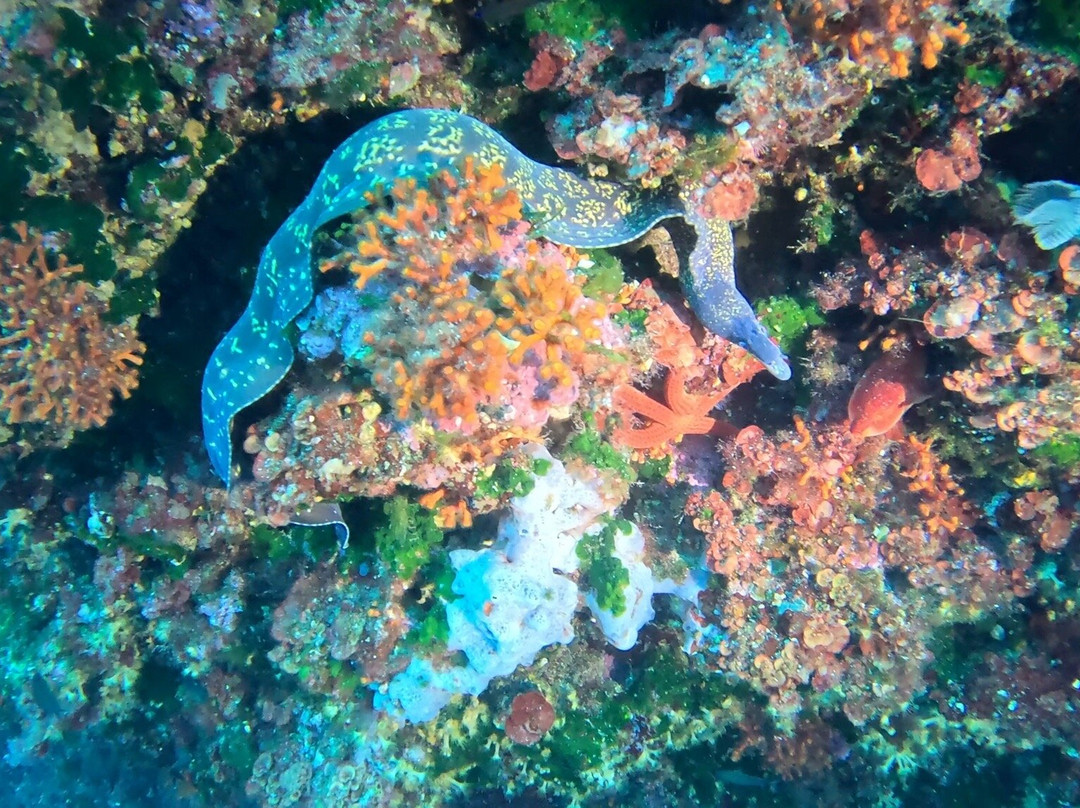 Orcasub Ibiza Diving Center-Cala Tarida必去景点