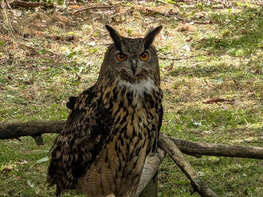 Lincolnshire Wildlife Park-Friskney必去景点