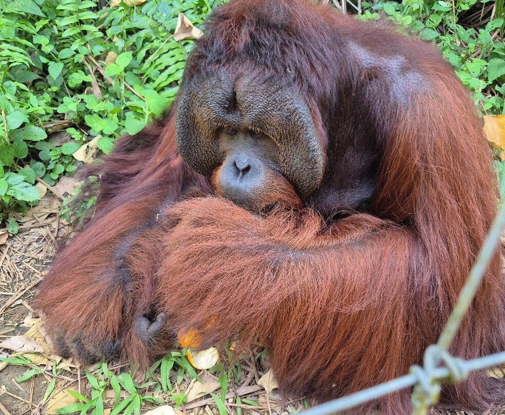 Orang Utan Island-新芒魏必去景点