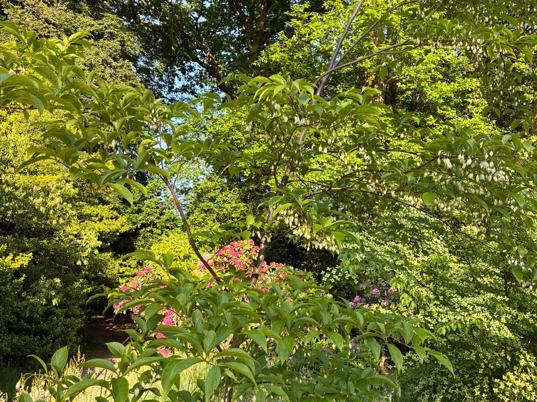 Belmonte Arboretum Wageningen-瓦赫宁恩必去景点