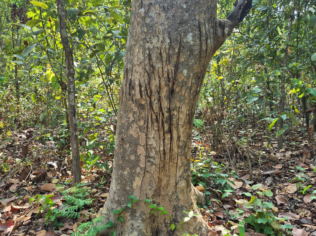 Jungle Nepal Adventure-Thakudwara必去景点