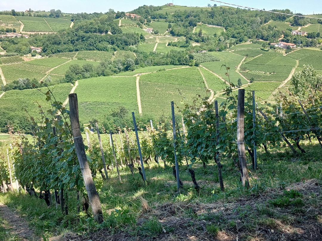 Cascina Sòt-蒙福特-达尔巴必去景点