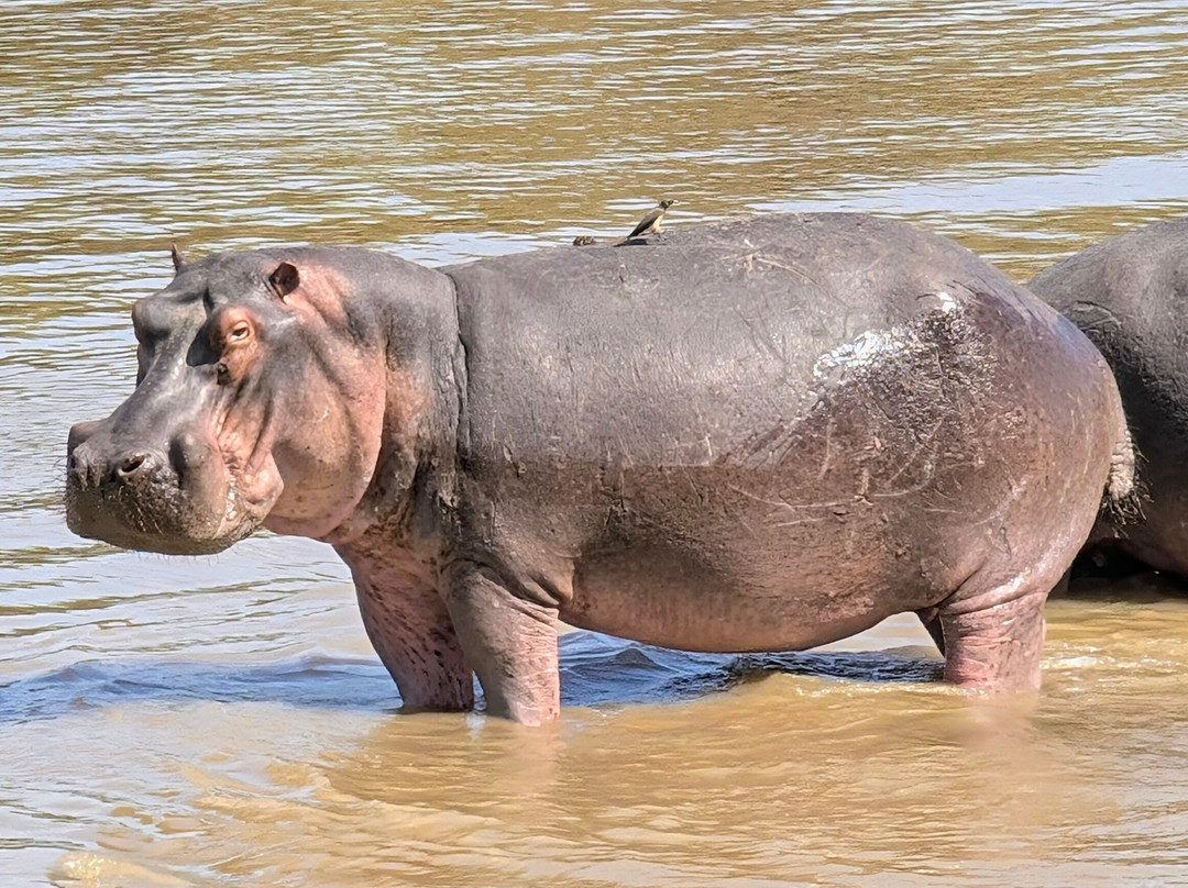 Msandile River Lodge主图