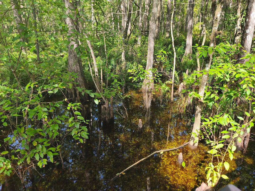 Six Mile Cypress Slough Preserve-迈尔斯堡必去景点