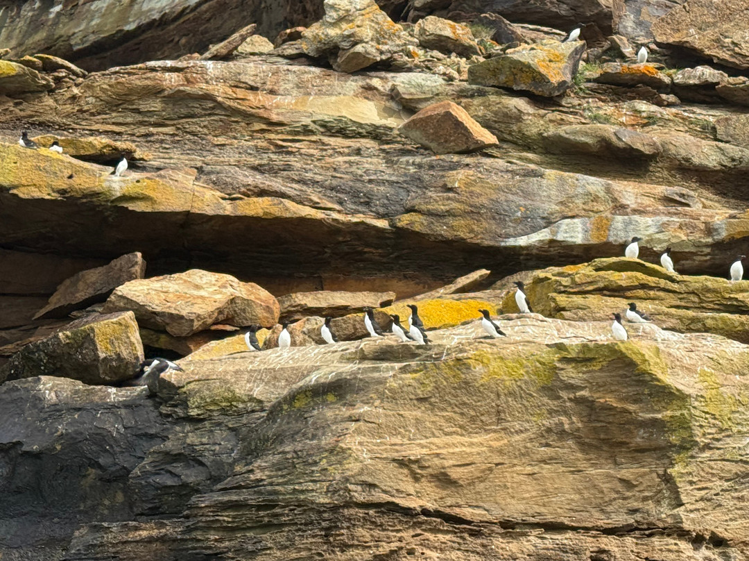Bird Island Boat Tour-Big Bras d'Or必去景点