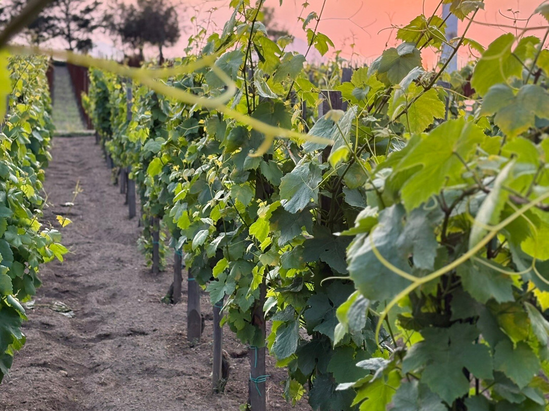 Tenuta Di Castellaro Winery-利帕里必去景点