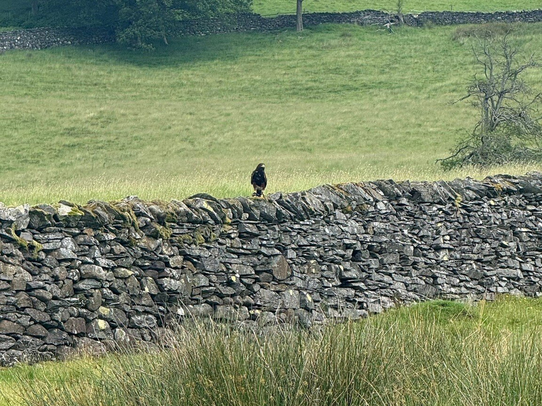 Lake District Falconry-温德米尔必去景点