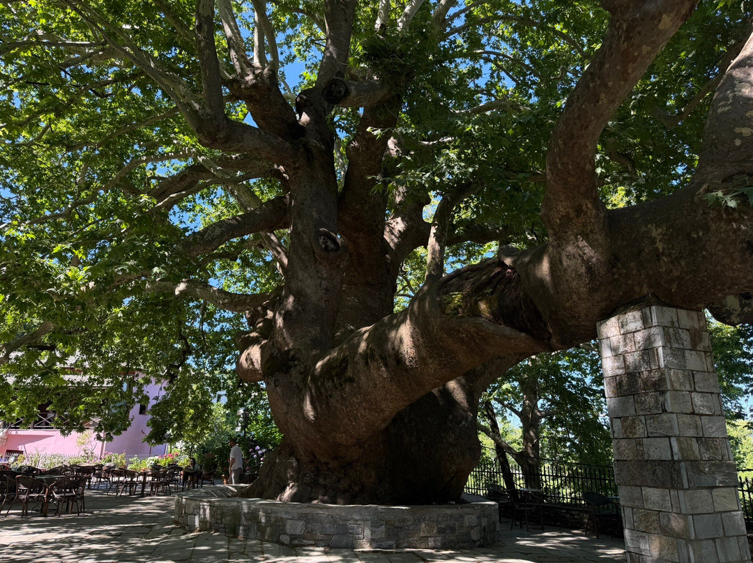 1,000 Year Old Platanus Tree-Tsagkarada必去景点