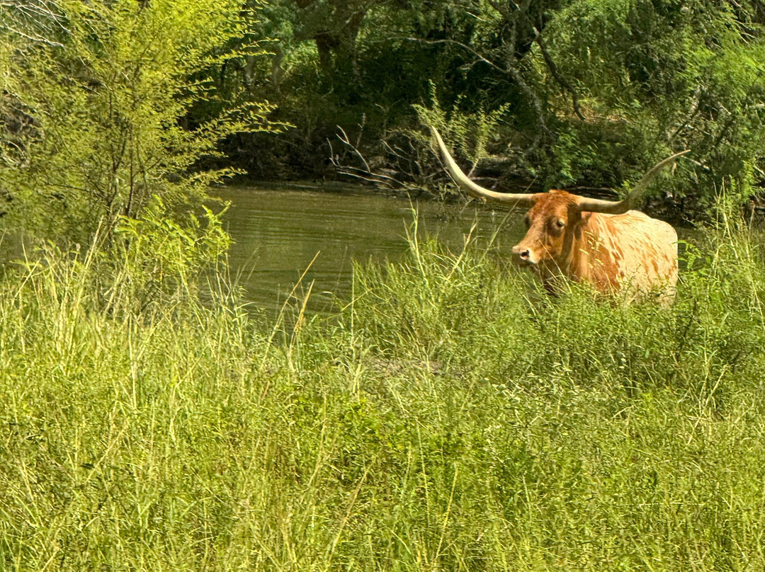 King Ranch Visitor Center-Kingsville必去景点