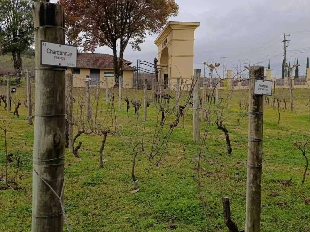 Casa Valduga Winery-本图贡萨尔维斯必去景点