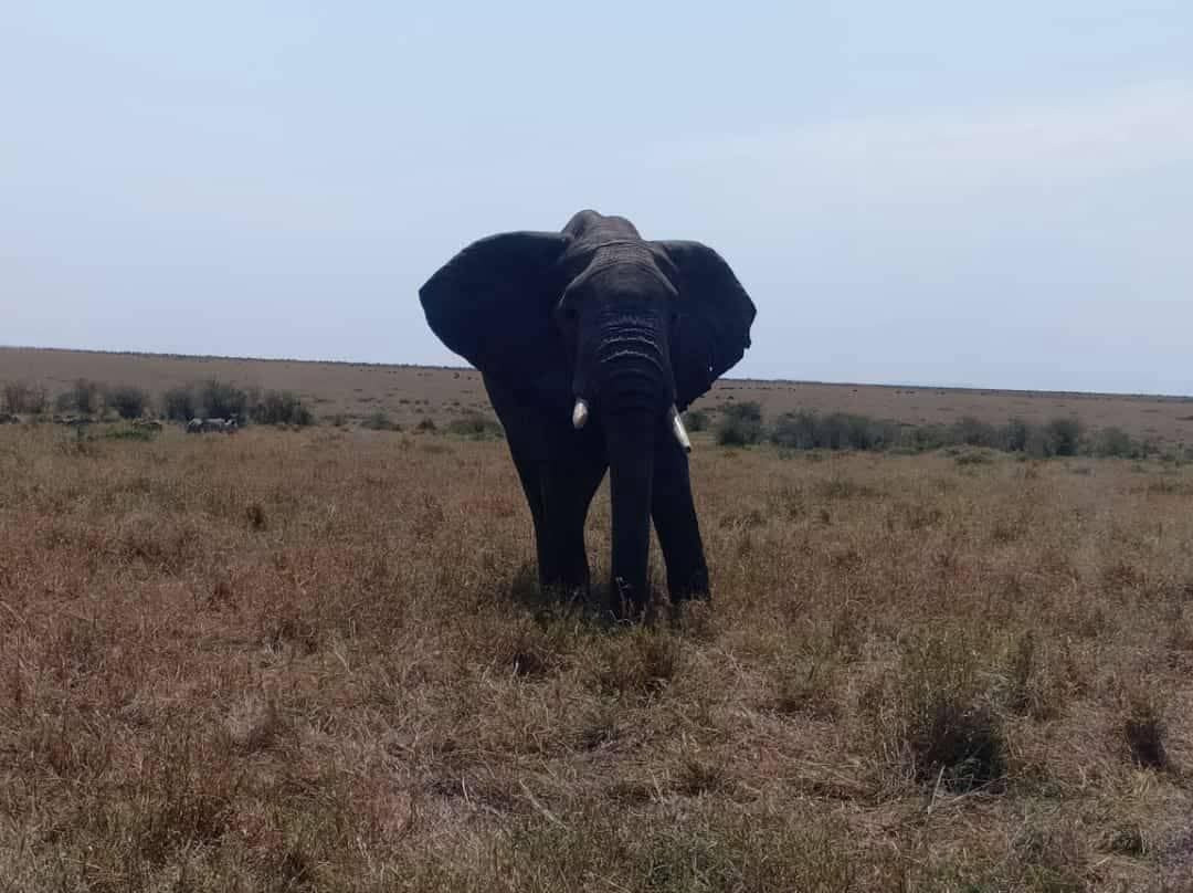 Amboseli National Park-Amboseli Eco-system必去景点