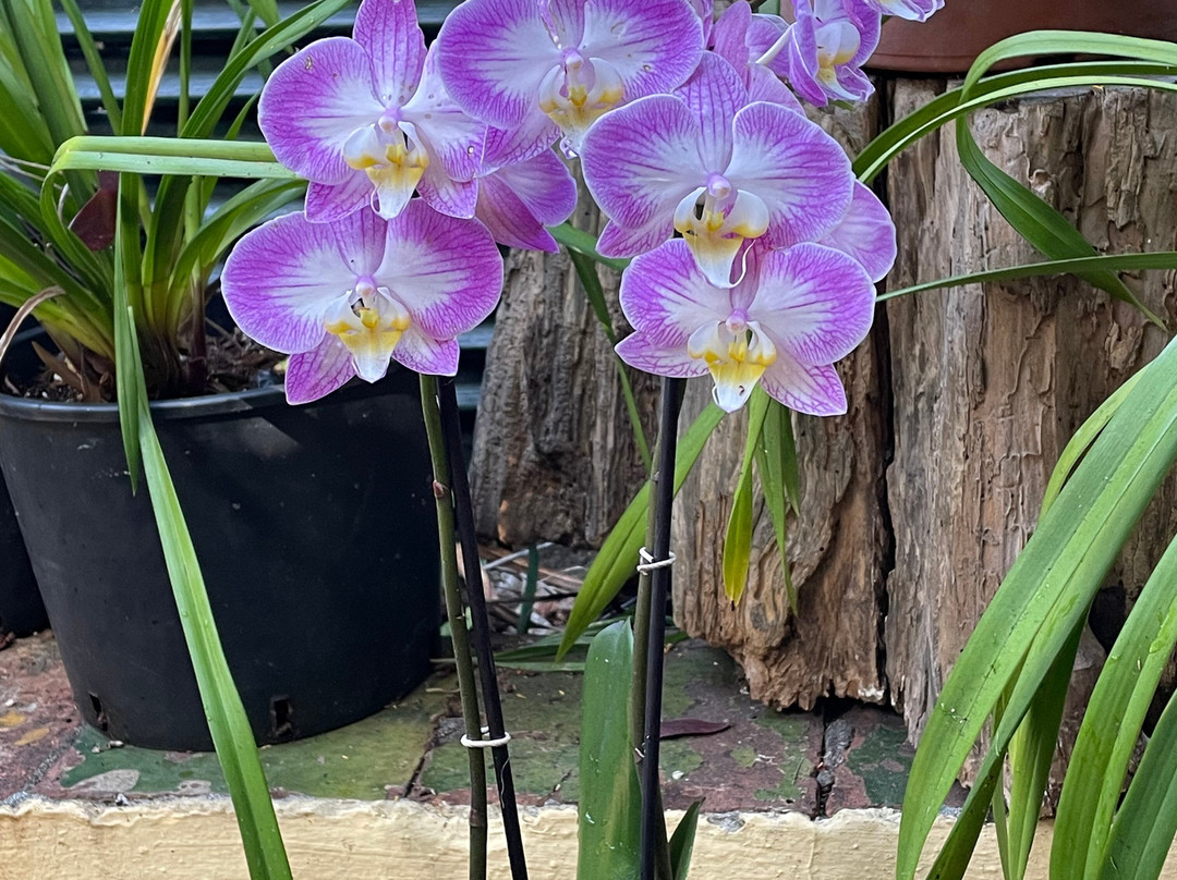 Jardin de Orquideas de Sitio Litre-德拉克鲁兹索尔港必去景点