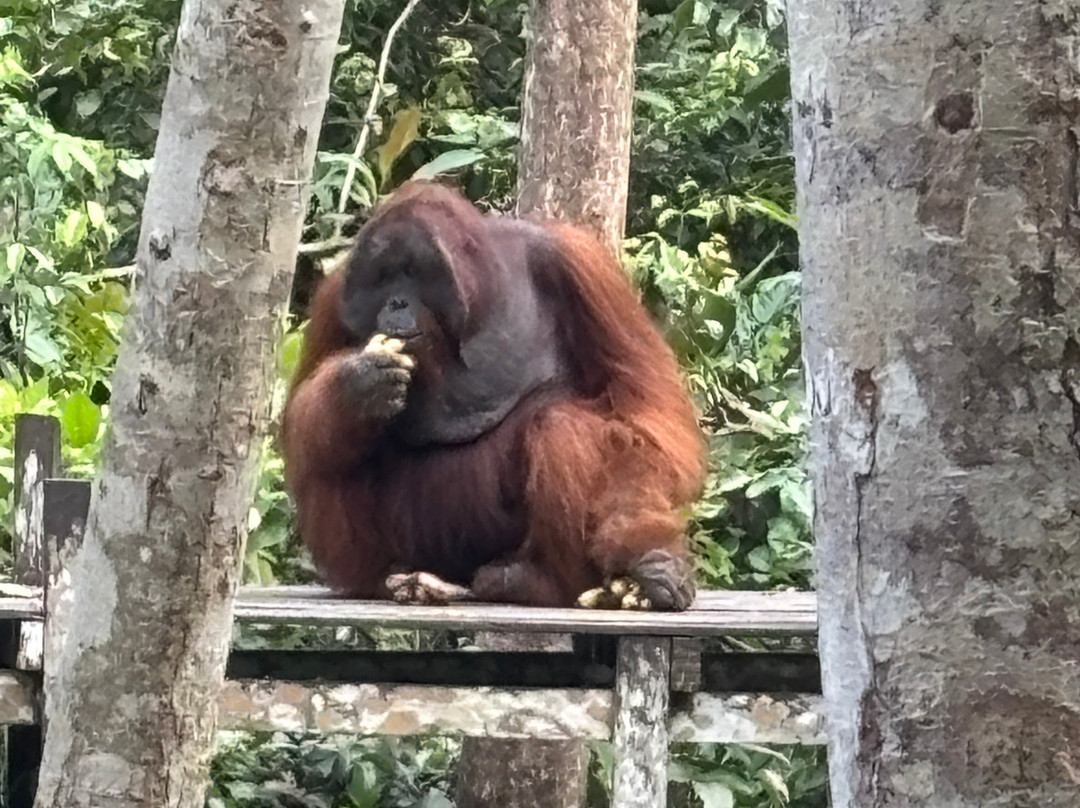 Dolphindo Tour Orangutan Tanjung Puting-Kumai必去景点