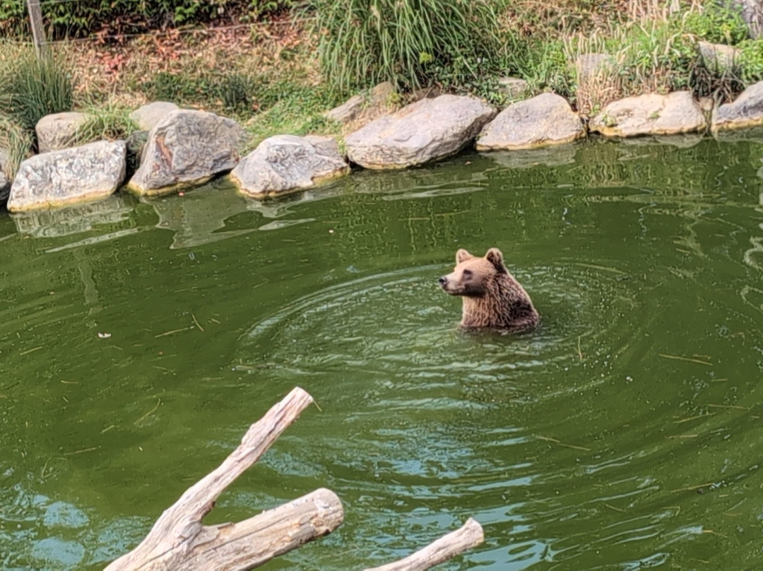 ZooParc de Beauval-圣艾尼昂必去景点