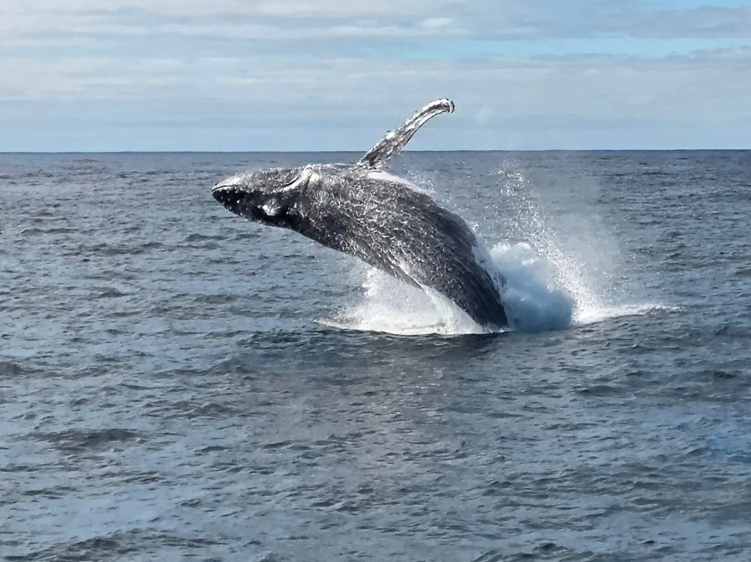 Go Whale Watching Sydney-悉尼必去景点
